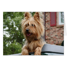 Australisches Terrier Grußkarten