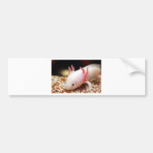 Axolotl Weißling Autosticker