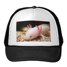 Axolotl Weißling Kappe