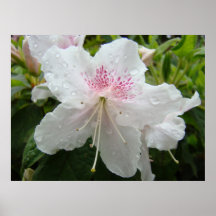 Azaleen-Blumen-Kunst AZALEEN Weiß-4 druckt Plakate