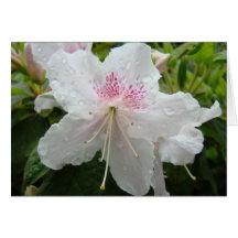 AZALEEN-BLUMEN weiße Azaleen-Karten-Geschenke