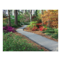 Azaleen-Garten-Foto