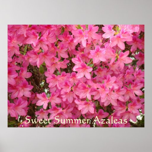 AZALEEN rosa Azaleen-Blumen 27 Kunst-Druck-Plakate