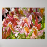 AZALEEN rosa Azaleen-Blumen 7 Kunst-Druck-Plakate
