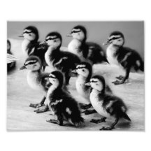 B&W Entlein-Fotografie