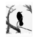 B&W Winter-Rabe Edgar Allan Poe Postkarte