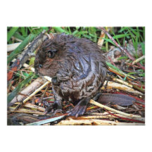 Baby-Biber-Foto Individuelle Ankündigungen