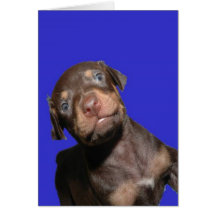 Baby-Dobermann Grußkarte