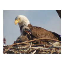 Baby Eagle 2011 Postkarte