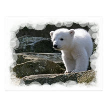 Baby-Eisbär-Postkarte