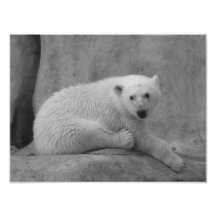 Baby-Eisbärdruck Photographien