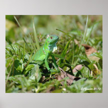 Baby-Grün-Druck Plakate