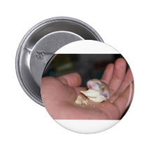 baby_hamster_eating_chips anstecknadel