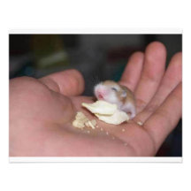 baby_hamster_eating_chips einladung