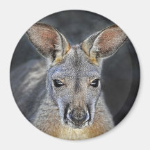 Baby Joey rote Känguru-Nahaufnahme Kühlschrankmagnet