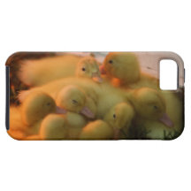 Baby-Küken-Stapel iphone 5 Vibe QPC iPhone 5 Schutzhülle