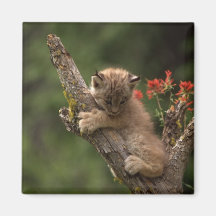 Baby-Luchs-Klettern Magnete