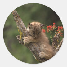 Baby-Luchs-Klettern Runde Sticker