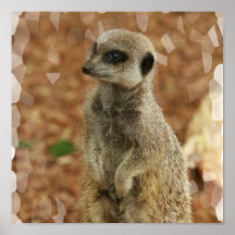 Baby Meerkat Plakat-Druck