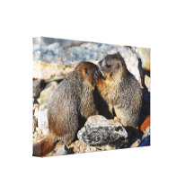 Baby-Murmeltiere Leinwanddrucke