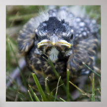 Baby Robin Plakate