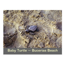 Baby-Schildkröte Bucerias Postkarte