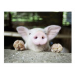 Baby-Schwein im Stift, Ferkel Postkarte