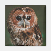 Baby-Tawny Eule Magnete