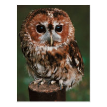 Baby-Tawny Eule Postkarten