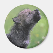 Baby-Wolf-Heulen Kühlschrankmagnete