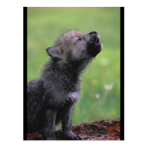 Baby-Wolf-Heulen Postkarten