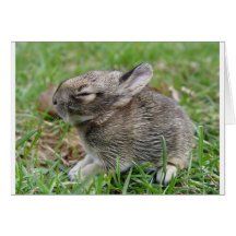 babybun karte