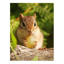 BabyChipmunk mit Imbiss Postkarte
