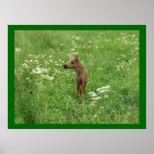 Babyelchplakat