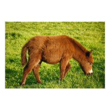 Babyesel Fotografischer Druck
