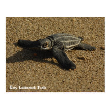 Babyleatherback-Schildkröte Postkarten