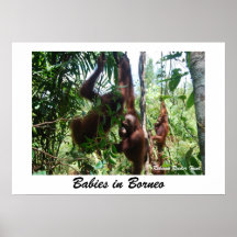 Babys in Borneo Posterdrucke