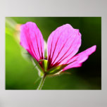 backlit im Rosa Plakatdrucke