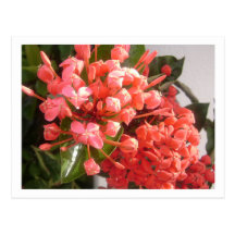 Bahamische Blumen Postkarte
