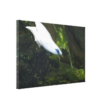 Bali Myna Gespannte Galerie Drucke
