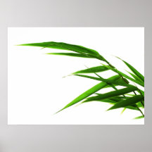 Bambus Posters