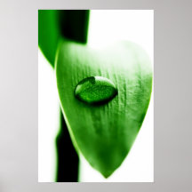 Bambus Wassertropfen - Bamboo water drops Plakatdruck