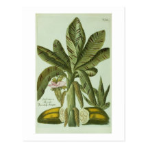Banane, von Phytanthoza Iconographi J.weinmanns Postkarten