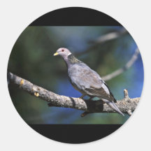 Band-angebundene Taube Runder Sticker