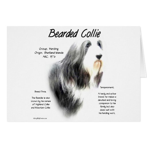 Bärtiger Collie-Geschichtsentwurf Karten