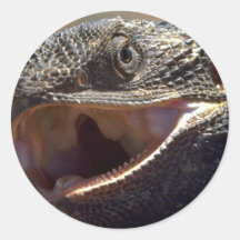 Bärtiger Drache, Australien Aufkleber
