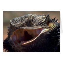 Bärtiger Drache, Australien Karten
