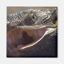 Bärtiger Drache, Australien Magnete