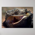 Bärtiger Drache, Australien Poster