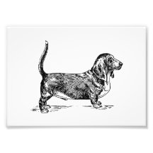 Basset Hound Foto Drucke